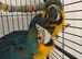 blue and gold baby macaws!! BEAUTIFUL