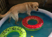 Beautiful labrador retriever