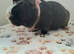 Skinny pig Boar.
