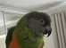 Tame male orange belly senegal parrot.