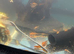 Super red bn plecos