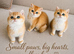 Tica registered ny12 British Shorthair Boys