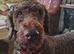 Hypoallergenic Health Checked PROVEN Labradoodle Curly None Shedding STUD