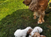 Colourful Show type puppies