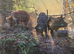 Beautiful Berkshire Sows