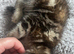 Adorable 10 week old Mixed Breed kittens