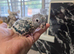 Handreared baby conure