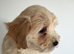 UPDATED-READY NOW Adorable maltipoo puppies