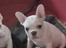 Stunning French Bulldog pups.