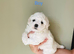 Bichon Frise Puppies