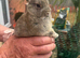 Ready now Netherland dwarf babies