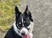 4 year old female border collie