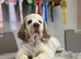1 kc reg show female clumber puppy