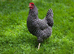 Rhode rock barred rock light sussex