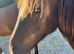 Welsh cob Colt