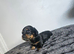 Black&Tan mini longhair dachshund pups