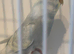 Baby pastel rainbow budgie ring number 16 2026 rung