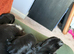 Show Cocker spaniel 4 n half months old