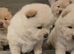 Chow Chow puppies