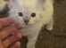 Ragdoll kittens for sale