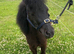 Perfect Therapy/Show/Companion Mini Shetland Gelding