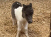 Stunning miniature shetland colt