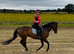 Gorgeous 16.1 gelding