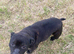 Staffordshire Bull terrier
