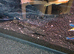 Bristlenose pleco