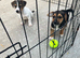 Jack Russell puppies for sale