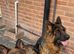 German Shepard longhair male