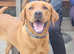 Travelling Tails dog walking services