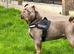 English bulldog