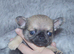 EXTENSIVELY HEALTH TESTED KC REG CHIHUAHUAS