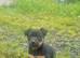 Jack Russel Puppies