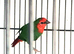 Parrot finch for sale