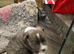 1 puppy left due to time wasters
