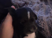 Small mixed breed puppies