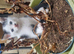 5 white and black kittens