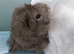 Female guinea pigs