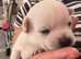 Chihuahua mix puppies