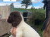 english springer spaniel puppies for sale