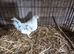 Lovely young Splash fantail cockerel