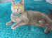 British shorthair kittens
