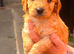 Cockapoo
