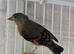 Red Siskin London