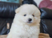 1 pomeranian boy