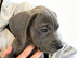 5 cane corso puppies READY TO GO