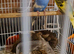Lovely budgies