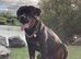 Top pedigree kc reg Rottweiler for top bloodline show parents